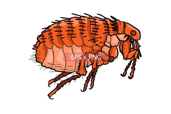 Download Flea Insect Animal Illustration - Animal illustration Collection